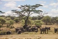 A group of elephants taking mud bath Royalty Free Stock Photo