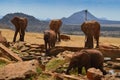 Group of elephants Royalty Free Stock Photo