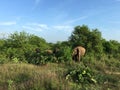 Group elephants