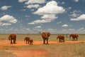 Group of elephants walking on African savanna, with contrasty sk Royalty Free Stock Photo