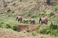 Group of elephants walking along a dry river, South Africa Royalty Free Stock Photo