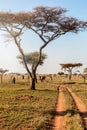 Group of elephants walking in national park Serengeti, Tanzania, Africa Royalty Free Stock Photo