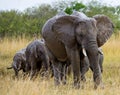 Group of elephants walking on the savannah. Africa. Kenya. Tanzania. Serengeti. Maasai Mara. Royalty Free Stock Photo