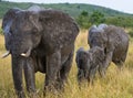 Group of elephants walking on the savannah. Africa. Kenya. Tanzania. Serengeti. Maasai Mara. Royalty Free Stock Photo