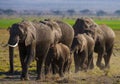Group of elephants walking on the savannah. Africa. Kenya. Tanzania. Serengeti. Maasai Mara. Royalty Free Stock Photo