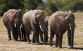 Group of elephants walking on the savannah. Africa. Kenya. Tanzania. Serengeti. Maasai Mara. Royalty Free Stock Photo