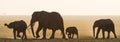 Group of elephants walking on the savannah. Africa. Kenya. Tanzania. Serengeti. Maasai Mara. Royalty Free Stock Photo