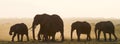 Group of elephants walking on the savannah. Africa. Kenya. Tanzania. Serengeti. Maasai Mara. Royalty Free Stock Photo