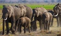 Group of elephants walking on the savannah. Africa. Kenya. Tanzania. Serengeti. Maasai Mara. Royalty Free Stock Photo