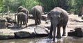 Group elephants Royalty Free Stock Photo