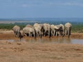 Group elephants at the water pool