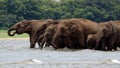 A group of elephants in the water. Several elephants drink from the river.