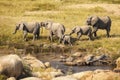 Group Of Elephants By The Water Royalty Free Stock Photo