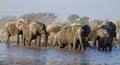 A Group of Elephants at waterhole