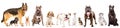 Group of eleven cute dogs Royalty Free Stock Photo