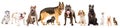 Group of eleven cute dogs Royalty Free Stock Photo