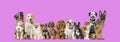 Group of eleven different sizes and breeds dogs looking at the camera, some cute, panting or happy, in a row, on purple pink Royalty Free Stock Photo