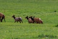 A group of elk grazing on a lush green field Royalty Free Stock Photo