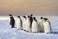 Group of Emperor penguin, Weddell Sea, Antarctica Royalty Free Stock Photo