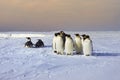 Group of Emperor penguin, Weddell Sea, Antarctica Royalty Free Stock Photo