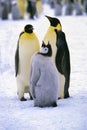 Group of Emperor penguin, Weddell Sea, Antarctica Royalty Free Stock Photo