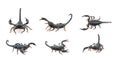 Group of emperor scorpion Pandinus imperator isolated on a white background. Insect. Animal