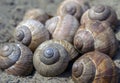 A group of empty snail houses on the sand.