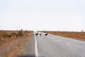 A group of Emu birds trying to cross the road in a rural outback of New South Wales, Australia. it is the largest native bird. Royalty Free Stock Photo