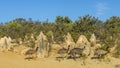 Group of emus inside the Pinnacles Desert, Western Australia Royalty Free Stock Photo