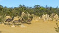 Group of emus inside the Pinnacles Desert, Western Australia Royalty Free Stock Photo