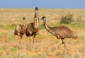 A group of Emus looking curious but uncertain in the Australian outback