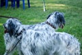 A group of English setters stay on a green grass. Hunting dog.