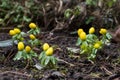 Group of eranthis flowers