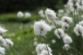 Group of Eriophorum vaginatum in wild nature. Hare`s-tail cottongrass beautify nature and supply the necessary nutrients for Royalty Free Stock Photo