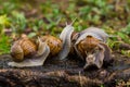 Group of escargot snails in nature.