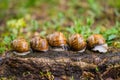 Group of escargot snails in line