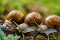 Group of escargot snails in nature.