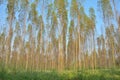 Group of Eucalyptus forest planted in long rows