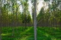 Group of Eucalyptus forest planted in long rows