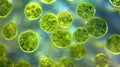 A group of euglenoids captured in the process of photosynthesis. The chloroplasts within their cells are visible as