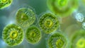 A group of euglenoids captured in the process of photosynthesis. The chloroplasts within their cells are visible as