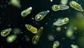 A group of Euglenoids resembling tiny green jelly beans swimming together in a drop of freshwater. Each organism has a