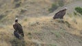 Group of Eurasian black vulture Aegypius monachus Royalty Free Stock Photo