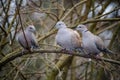 Group of Eurasian Collared Dove in nature environment Streptopelia decaocto . Some birds, animals with brown background wallpaper