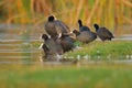 Family of Eurasian common coot bird natural nature wallpaper