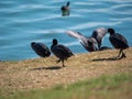 Group of Eurasian coots perching on a dry field on the shore of the lake Royalty Free Stock Photo