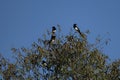Group of Eurasian magpies perched on leafy tree against clear sky Royalty Free Stock Photo