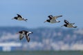 A group of Eurasian Oystercatchers flying over the beach Royalty Free Stock Photo