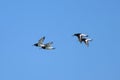 A group of Eurasian Oystercatchers flying over the beach Royalty Free Stock Photo