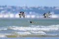 A group of Eurasian Oystercatchers flying over the beach Royalty Free Stock Photo